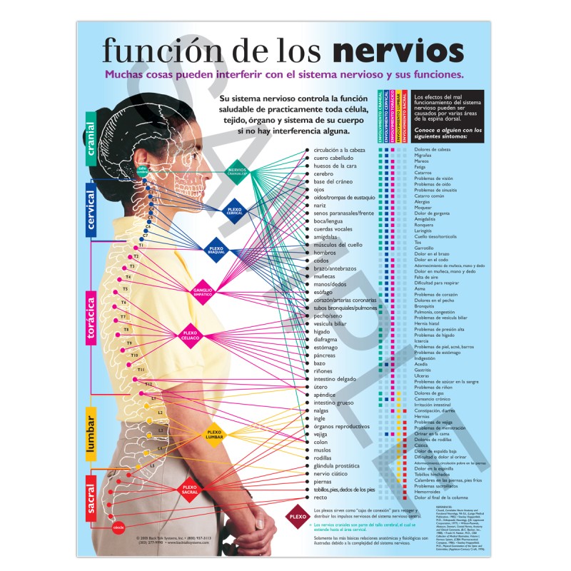 back-talk-systems-spanish-nerve-function-handout-chiropractic-nerve